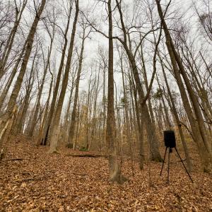 Photo #31 of SOLD property in Off Rice Road, Reidsville, NC 40.0 acres