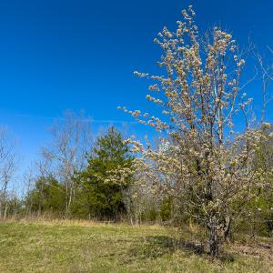 Photo #33 of SOLD property in Off Rice Road, Reidsville, NC 40.0 acres
