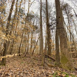 Photo #34 of SOLD property in Off Rice Road, Reidsville, NC 40.0 acres