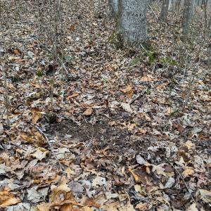 Photo #35 of SOLD property in Off Rice Road, Reidsville, NC 40.0 acres