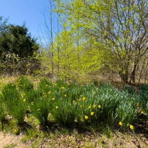 Photo #38 of SOLD property in Off Rice Road, Reidsville, NC 40.0 acres