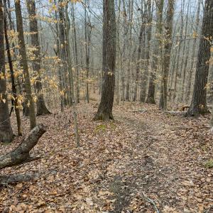 Photo #39 of SOLD property in Off Rice Road, Reidsville, NC 40.0 acres