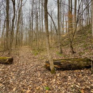 Photo #42 of SOLD property in Off Rice Road, Reidsville, NC 40.0 acres