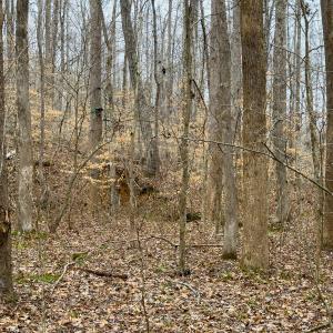 Photo #46 of SOLD property in Off Rice Road, Reidsville, NC 40.0 acres