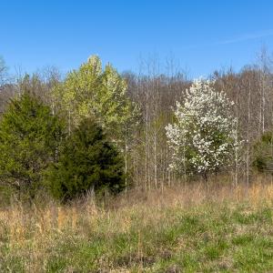 Photo #48 of SOLD property in Off Rice Road, Reidsville, NC 40.0 acres