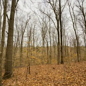 Photo #49 of SOLD property in Off Rice Road, Reidsville, NC 40.0 acres