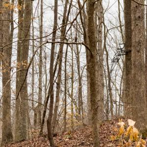 Photo #51 of SOLD property in Off Rice Road, Reidsville, NC 40.0 acres