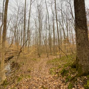 Photo #54 of SOLD property in Off Rice Road, Reidsville, NC 40.0 acres