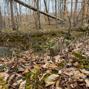 Photo #58 of SOLD property in Off Rice Road, Reidsville, NC 40.0 acres