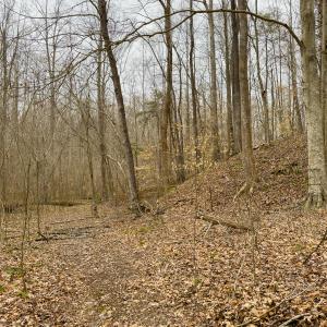 Photo #59 of SOLD property in Off Rice Road, Reidsville, NC 40.0 acres