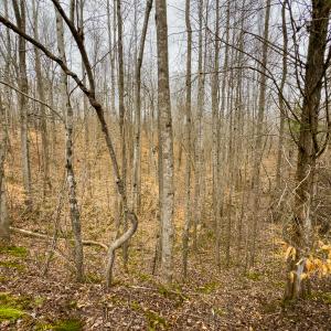 Photo #60 of SOLD property in Off Rice Road, Reidsville, NC 40.0 acres