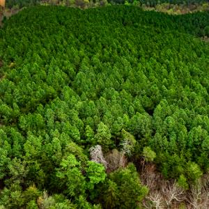 Photo #4 of SOLD property in Off Coopers Mountain Rd, Martinsville, VA 36.4 acres