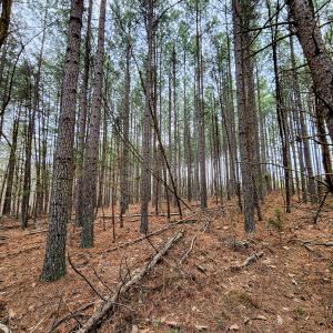 Photo #17 of SOLD property in Off Coopers Mountain Rd, Martinsville, VA 36.4 acres