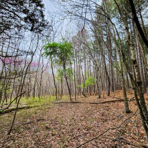 Photo #20 of SOLD property in Off Coopers Mountain Rd, Martinsville, VA 36.4 acres