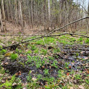 Photo #28 of SOLD property in Off Coopers Mountain Rd, Martinsville, VA 36.4 acres