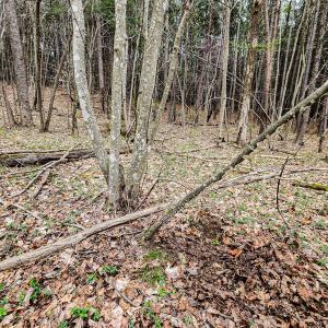 Photo #30 of SOLD property in Off Coopers Mountain Rd, Martinsville, VA 36.4 acres