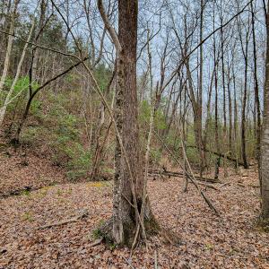 Photo #44 of SOLD property in Off Coopers Mountain Rd, Martinsville, VA 36.4 acres