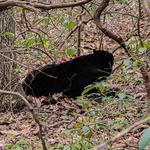 Photo #49 of SOLD property in Off Coopers Mountain Rd, Martinsville, VA 36.4 acres