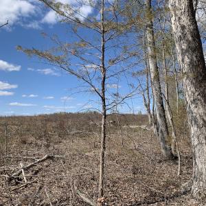 Photo #30 of SOLD property in Off Overbey Rd, Nelson, VA 88.5 acres