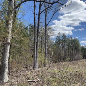 Photo #31 of SOLD property in Off Overbey Rd, Nelson, VA 88.5 acres
