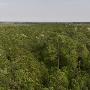 Photo #15 of SOLD property in Off Hwy 306, Grantsboro, NC 31.8 acres