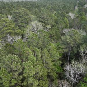 Photo #16 of SOLD property in Off Hwy 306, Grantsboro, NC 31.8 acres