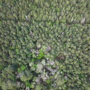 Photo #21 of SOLD property in Off Hwy 306, Grantsboro, NC 31.8 acres