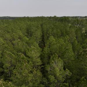 Photo #23 of SOLD property in Off Hwy 306, Grantsboro, NC 31.8 acres