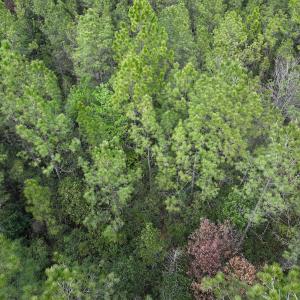 Photo #24 of SOLD property in Off Hwy 306, Grantsboro, NC 31.8 acres