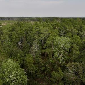 Photo #25 of SOLD property in Off Hwy 306, Grantsboro, NC 31.8 acres
