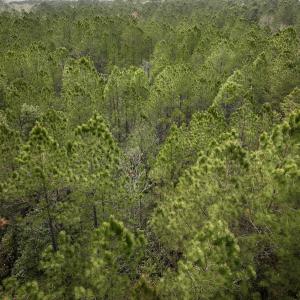 Photo #39 of SOLD property in Off Hwy 306, Grantsboro, NC 31.8 acres