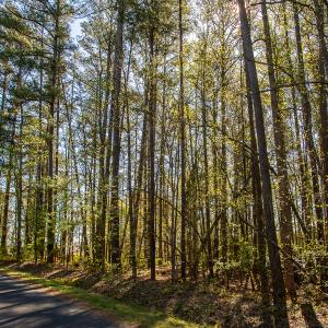 Photo #15 of SOLD property in Off Catfish Road, New London, NC 1.5 acres