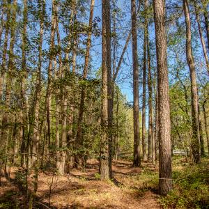 Photo #17 of SOLD property in Off Catfish Road, New London, NC 1.5 acres