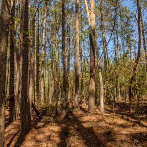 Photo #18 of SOLD property in Off Catfish Road, New London, NC 1.5 acres