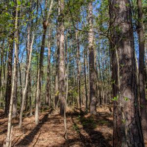 Photo #20 of SOLD property in Off Catfish Road, New London, NC 1.5 acres