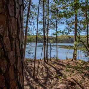 Photo #21 of SOLD property in Off Catfish Road, New London, NC 1.5 acres