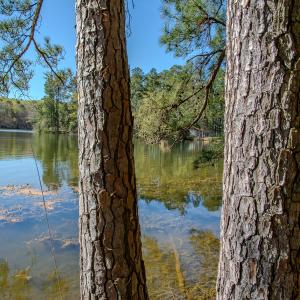 Photo #24 of SOLD property in Off Catfish Road, New London, NC 1.5 acres