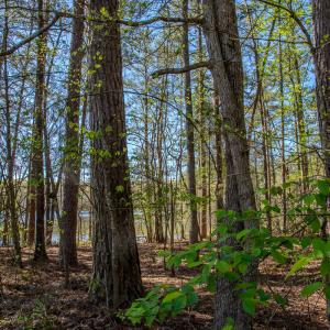 Photo #32 of SOLD property in Off Catfish Road, New London, NC 1.5 acres