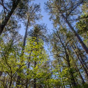 Photo #33 of SOLD property in Off Catfish Road, New London, NC 1.5 acres