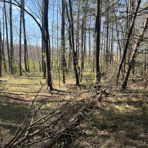 Photo #15 of SOLD property in 450 Powell Bridge Rd, Harmony, NC 10.9 acres