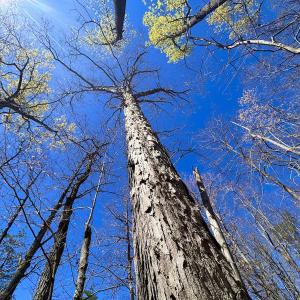 Photo #18 of SOLD property in Off Drawbridge Rd, Pittsville, VA 18.1 acres