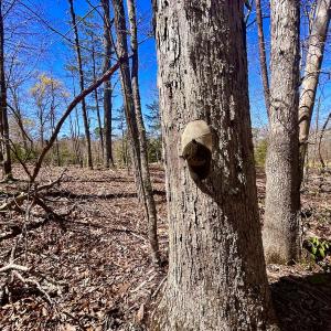 Photo #19 of SOLD property in Off Drawbridge Rd, Pittsville, VA 18.1 acres
