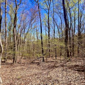 Photo #21 of SOLD property in Off Drawbridge Rd, Pittsville, VA 18.1 acres