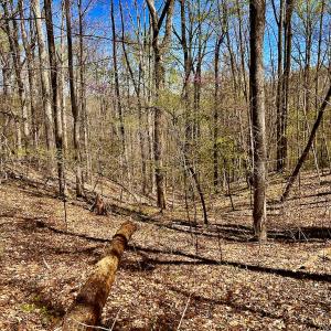 Photo #23 of SOLD property in Off Drawbridge Rd, Pittsville, VA 18.1 acres