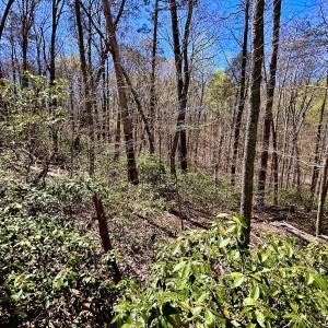 Photo #33 of SOLD property in Off Drawbridge Rd, Pittsville, VA 18.1 acres