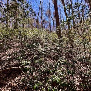 Photo #46 of SOLD property in Off Drawbridge Rd, Pittsville, VA 18.1 acres