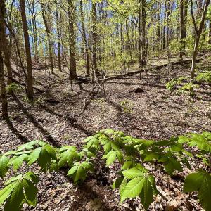 Photo #52 of SOLD property in Off Drawbridge Rd, Pittsville, VA 18.1 acres