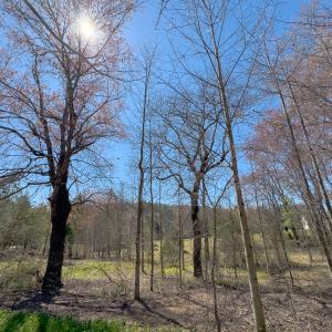 Photo #11 of SOLD property in 6342 Wilkesboro Highway, Union Grove, NC 11.0 acres