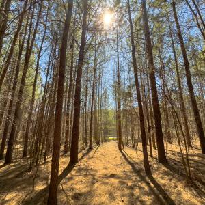 Photo #38 of SOLD property in 6342 Wilkesboro Highway, Union Grove, NC 11.0 acres