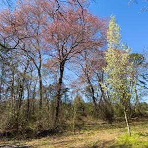 Photo #53 of SOLD property in 6342 Wilkesboro Highway, Union Grove, NC 11.0 acres